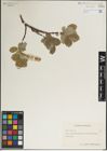 Foto von Salix lanata L.